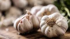 Garlic Banifits: ਪੁਰਸ਼ਾਂ ਲਈ ਲੱਸਣ ਦਾ ਸੇਵਨ ਵਰਦਾਨੀ, ਜਾਣੋ ਸਰੀਰ ਦੇ ਅੰਗਾਂ ਨੂੰ ਕਿਵੇਂ ਬਣਾਉਂਦਾ ਮਜ਼ਬੂਤ?