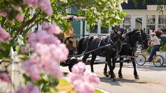 इस आइलैंड पर नहीं चलती है एक भी गाड़ी, हर कोई करता है घोड़ा गाड़ी की सवारी