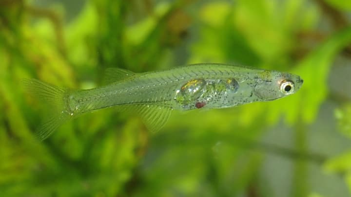 दुनियाभर में लाखों प्रजाति के जीव-जंतु मौजूद हैं. आज हम आपको एक ऐसी मछली के बारे में बताएंगे, जिसकी आवाज बहुत तेज निकलती है. ये मछली बंदूक की गोली के बराबर आवाज निकाल सकती है.