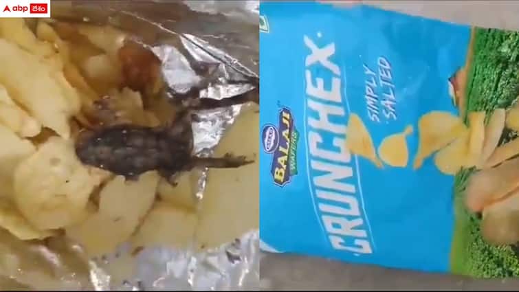 a dead frog found in chips packet in gujarat Chips Packet: షాకింగ్ ఘటన - చిప్స్ ప్యాకెట్‌లో చనిపోయిన కప్ప, ఎక్కడంటే?