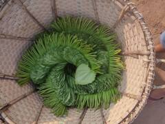 Health Tips : உடலில் நோய் எதிர்ப்பு சக்தியை அதிகரிக்க இதை பின்பற்றுங்க!