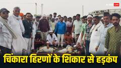 राजस्थान में चिंकारा हिरणों का गोली मारकर किया शिकार, पशु-प्रेमियों में भारी रोष