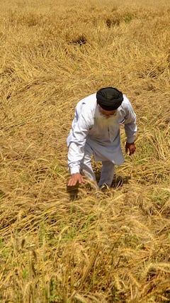 কৃষকদের জন্য সবথেকে ভালো প্রকল্প কোনগুলি? জেনে নিন