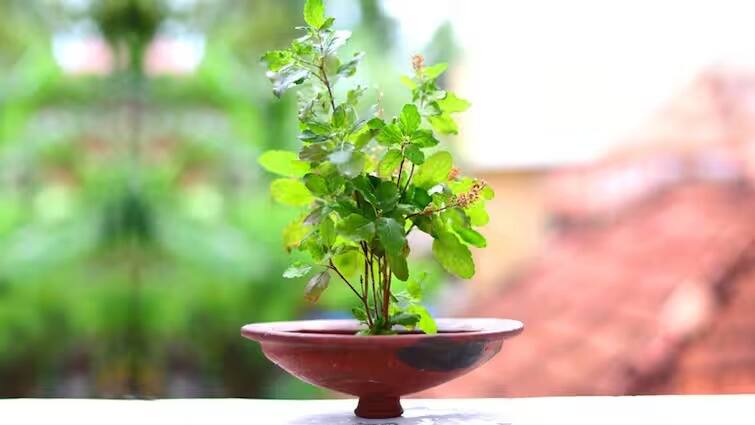 Vastu Tips for plants can we keep tulsi in the kitchen know what astrology says Vastu Tips : स्वयंपाकघरात तुळशीचं रोप लावताना 'या' गोष्टीची काळजी घ्या, जाणून घ्या वास्तूशास्त्रात काय म्हटलंय?