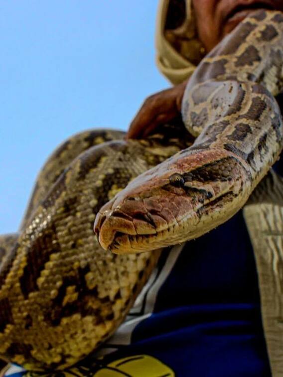 घर में नहीं घुसेंगे सांप, मॉनसून से पहले कर लें यह काम