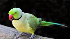 तोता कैसे बताता है किसी का भविष्य, क्या उसे दी जाती है ट्रेनिंग?