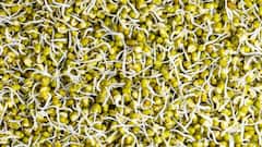 Healthy Diet:முளைக்கட்டிய பயிறு - வேக வைத்து சாப்பிடலாமா? எதில் நன்மை அதிகம்? இதைப் படிங்களேன்!