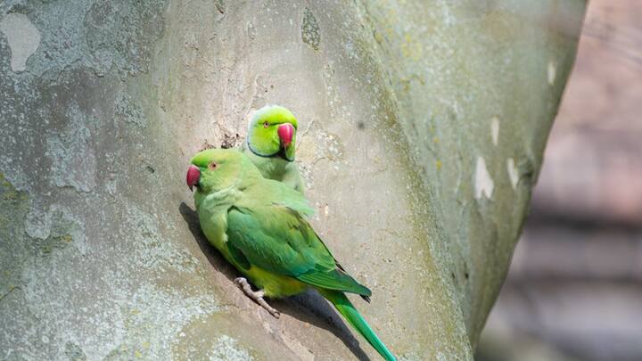 जानकारी के मुताबिक जब तोते के कंठ से हवा गुजरती है, सिरिंक्स कंपन करता है. जिससे शोर होता है. वहीं सिरिंक्स को मांसपेशियों और नरम हड्डी के छल्ले द्वारा नियंत्रित किया जाता है, ऐसा करके तोते ध्वनियों की नकल कर सकते हैं. वहीं तोते की जीभ भी मोटी होती है, जिससे उन्हें आवाज़ की नकल करने में मदद मिलती है.
