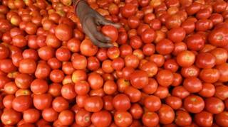 दिलासादायक! देशात टोमॅटोच्या दरात मोठी वाढ, 17 राज्यात गाठलं अर्धशतक, कोणत्या राज्यात सर्वाधिक दर?