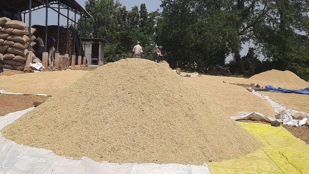 கொத்தங்குடியில் நெல்லோடு காத்திருக்கும் விவசாயிகள்: கொள்முதலை விரைவுப்படுத்த வலியுறுத்தல் Agriculture news Farmers waiting with paddy in Kothangudi Urge to speed up procurement - TNN கொத்தங்குடியில் நெல்லோடு காத்திருக்கும் விவசாயிகள்: கொள்முதலை விரைவுப்படுத்த வலியுறுத்தல்