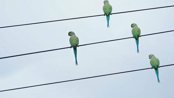 अब सवाल ये है कि आखिर तोता कैसे इंसानों की तरह बात कर पाता है. साइंस के मुताबिक तोतों के पास सिरिंक्स नामक एक अंग होता है, जो उनके श्वासनली में स्थित होता है. जिसके जरिए वो मनुष्य जैसी आवाज निकाल सकता है. इतना ही नहीं मनुष्य जो कहता है, उसकी नकल कर सकता है.