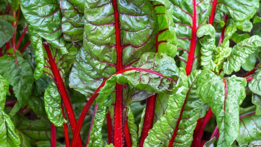 Health Tips- ਇਸ ਸਬਜ਼ੀ ਵਿਚ ਸਭ ਤੋਂ ਵੱਧ ਪੌਸ਼ਟਿਕ ਤੱਤ, ਕਈ ਬਿਮਾਰੀਆਂ ਨੂੰ ਵੀ ਜੜ੍ਹੋਂ ਖਤਮ ਕਰਨ ਦੀ ਹੈ ਤਾਕਤ Swiss chard contains the most nutrients, and has the power to eradicate many diseases Health Tips- ਇਸ ਸਬਜ਼ੀ ਵਿਚ ਸਭ ਤੋਂ ਵੱਧ ਪੌਸ਼ਟਿਕ ਤੱਤ, ਕਈ ਬਿਮਾਰੀਆਂ ਨੂੰ ਵੀ ਜੜ੍ਹੋਂ ਖਤਮ ਕਰਨ ਦੀ ਹੈ ਤਾਕਤ