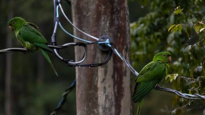 एक्सपर्ट्स के मुताबिक तोते शायद अधिकांश शब्दों के अर्थ नहीं समझते हैं. हालांकि वो शब्दों के आसपास के अर्थ से अवगत होते हैं. उदाहरण के लिए एक शोधकर्ता ने बताया कि एक तोता पूछ सकता है कि आप कैसे हैं?.हालांकि इस सवाल को वो कई बार सुना है, इसलिए वो ऐसा करता है.