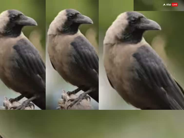 10 lakh crows are going to be killed in the terrible summer know reason abpp Indian House Crows:  ਭਿਆਨਕ ਗਰਮੀ 'ਚ 10 ਲੱਖ ਕਾਂਵਾਂ ਦਾ ਹੋਣ ਜਾ ਰਿਹਾ ਹੈ ਕਤਲ, ਕਾਰਨ ਜਾਣ ਕੇ ਰਹਿ ਜਾਓਗੇ ਹੈਰਾਨ