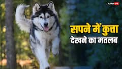 सपने में कुत्ते को देखना क्या जीवन में किसी बड़ी घटना का संकेत है?