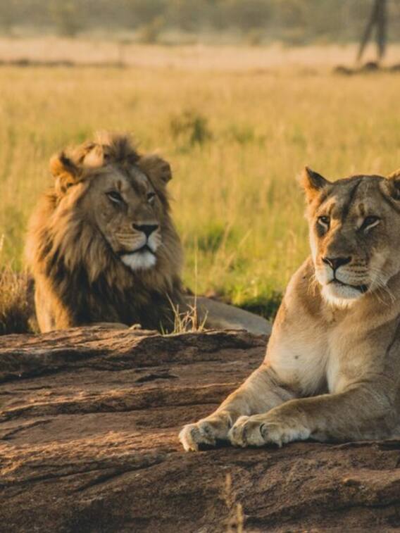 शिकार तो शेरनी करती है, फिर शेर क्या करता है?