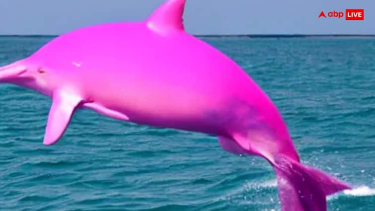 Pink dolphins have been spotted off the Carolina coast of America pictures goes viral Viral Video: अद्भुत! कैमरे में कैद हुई गुलाबी डॉल्फिन, दुर्लभ नजारा देख रह जाएंगे हैरान