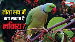 तोता कैसे बताता है किसी का भविष्य, क्या उसे दी जाती है ट्रेनिंग?