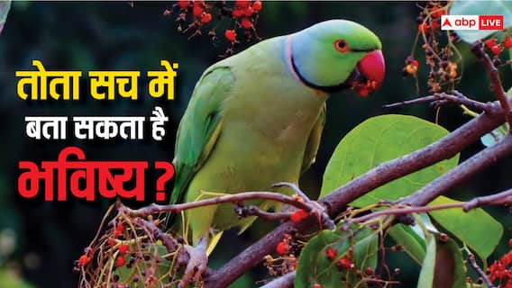 तोता कैसे बताता है किसी का भविष्य, क्या उसे दी जाती है ट्रेनिंग? तोता कैसे बताता है किसी का भविष्य, क्या उसे दी जाती है ट्रेनिंग?