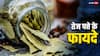 Skin Care Tips: त्वचा के लिए तेज पत्तों के फायदे कर देंगे आपको हैरान, ऐसे करें इसका इस्तेमाल
