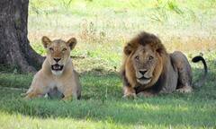 जंगल में शिकार तो शेरनी करती हैं, फिर शेर क्या करता रहता है?