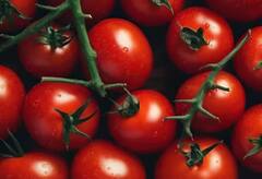 Tomato Benefits: ટામેટા ખાવાથી શરીરમાં થાય છે આ ફાયદાઓ, જાણો