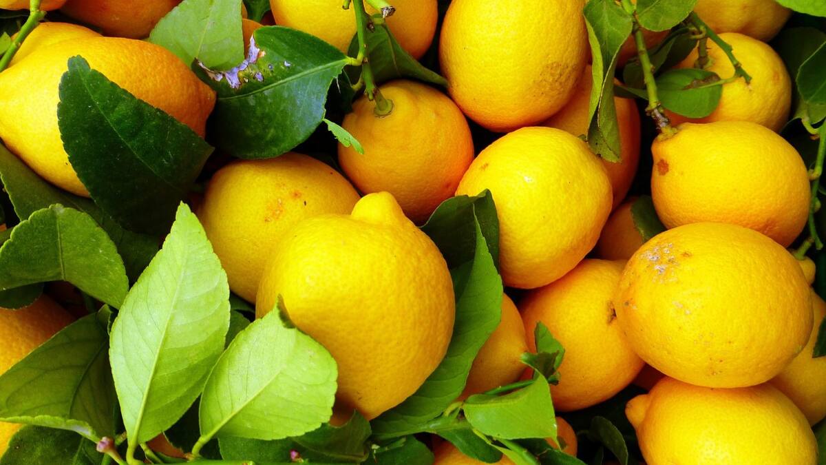 घर पर किस तरह आसानी से उगा सकते हैं नींबू का पौधा, आज जान लें आसान तरीका