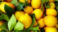 घर पर किस तरह आसानी से उगा सकते हैं नींबू का पौधा, आज जान लें आसान तरीका