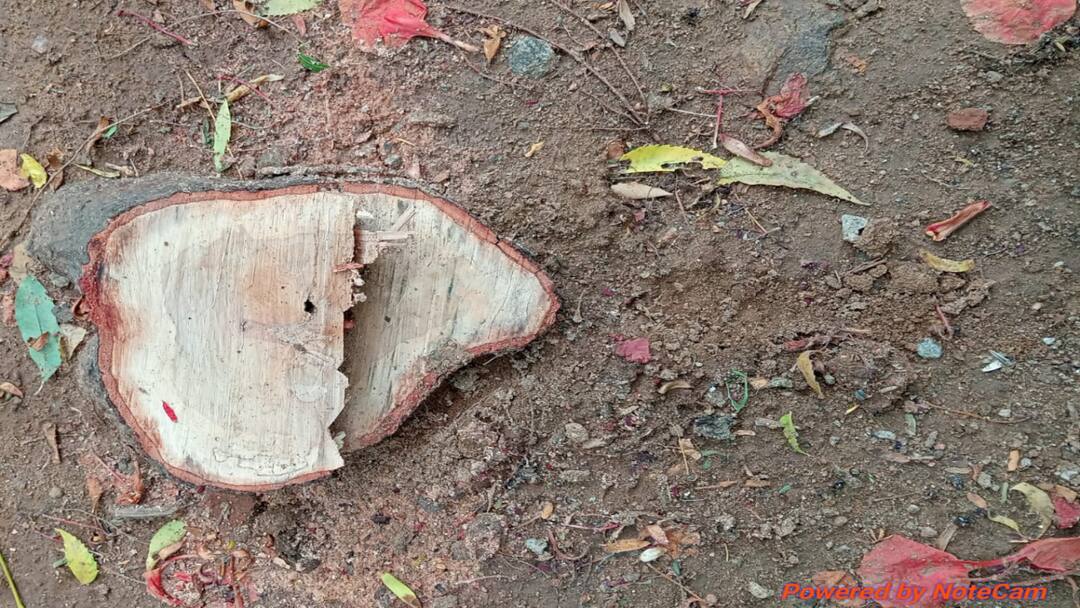 சாத்தனூர் அணை முதலை பண்ணை வளாகத்தில் இரவு காவலாளியை கட்டிப்போட்டு சந்தன மரம் வெட்டி கடத்தல்.!