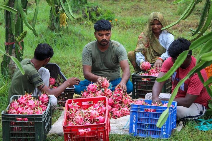 ડ્રેગન ફ્રૂટ આજકાલ ભારતમાં સૌથી વધુ વપરાતા વિદેશી ફળોમાંનું એક છે. ભારતમાં, યુપીના બારાબંકીમાં ડ્રેગન ફ્રૂટની સૌથી વધુ ખેતી થાય છે. ડ્રેગન ફ્રુટ ઉગાડવા માટે જમીનની અંદર સિમેન્ટના થાંભલા લગાવવામાં આવે છે, ત્યારબાદ આ થાંભલાઓના ટેકાથી તેને રોપવામાં આવે છે.