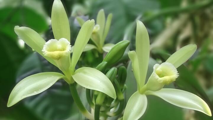 Baunilha: A baunilha possui um aroma quente e reconfortante que reduz o estresse e a ansiedade. Seu aroma é suave, leitoso e perfeito quando se deseja criar um ambiente aconchegante e aconchegante. (Fonte da imagem: Canva)