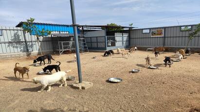 Vijay birthday fans foods provide dogs in madurai - TNN Vijay Birthday: வாயில்லா ஜீவன்களுக்கு உணவளித்த த.வெ.க.வினர்  விஜய் பிறந்தநாளில் மதுரையில் நெகிழ்ச்சி