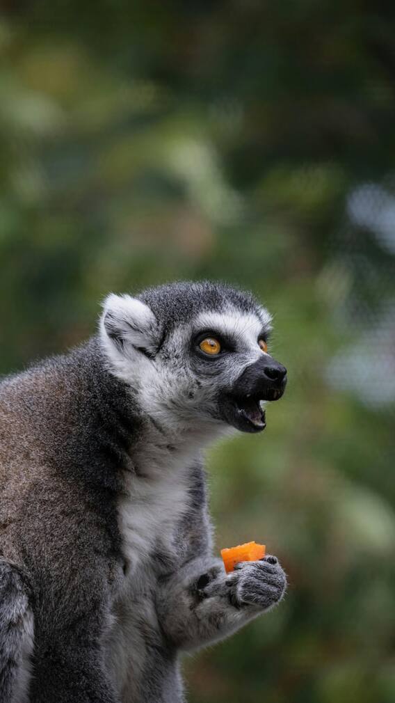 इस जानवर की होती हैं दो जीभ