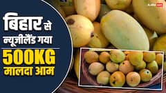 बिहार में 150 रुपये किलो वाला दूधिया मालदा न्यूजीलैंड में कैसे बिकेगा? जानकर उड़ जाएंगे होश