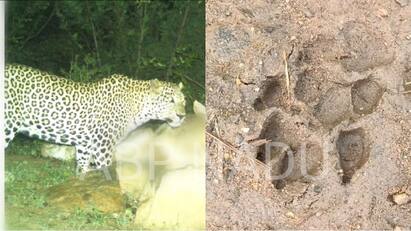 Salem Leopard issue again 5 Goat hunting  public fear - TNN Salem Leopard: சேலத்தில் மீண்டும் சிறுத்தை நடமாட்டம்? 5 ஆடுகள் வேட்டை  - பொதுமக்கள் அச்சம்