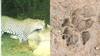 Salem Leopard: சேலத்தில் மீண்டும் சிறுத்தை நடமாட்டம்?; 5 ஆடுகள் வேட்டை  - பொதுமக்கள் அச்சம்