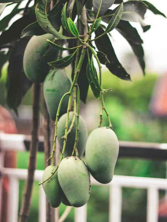 आम हल्का टेढ़ा क्यों होता है