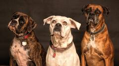 कानपुर में डॉग लवर्स के लिए खुशखबरी, नगर निगम और केडीए ने बनाया खास प्लान