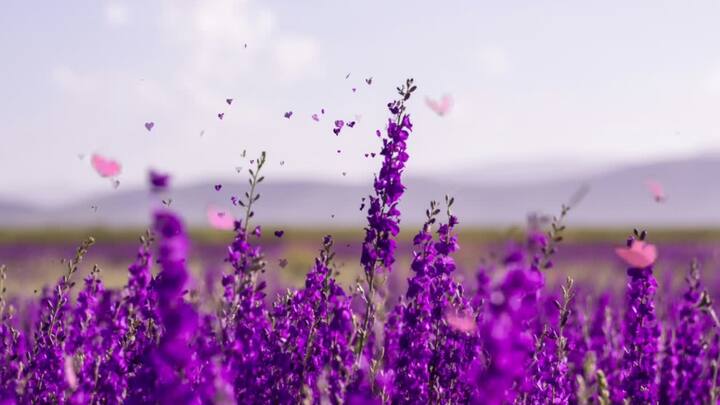 Lavanda: O relaxamento é um dos odores típicos associados à lavanda. Suas habilidades relaxantes estão bem documentadas, o que faz com que seja usado com frequência em aromaterapia para aliviar a ansiedade e melhorar o sono. (Fonte da imagem: Canva)