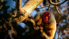 ये बंदर दिखने में बिल्कुल अजीब, देखिए आम बंदरों और इनमें क्या अंतर