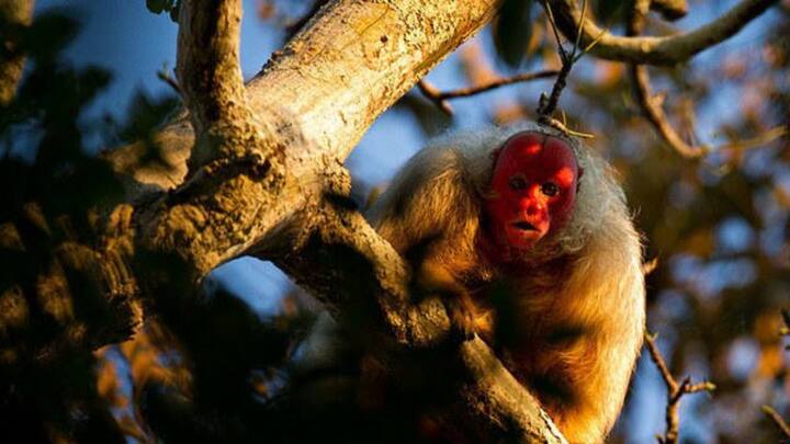 दुनिया में लाखों प्रजाति के जानवर पाए जाते हैं. सभी जानवरों की अपनी खासियत होती है. लेकिन आज हम आपको एक ऐसे बंदर के बारे में बताएंगे, जो दिखने में आम बंदरों से बिल्कुल अलग है.