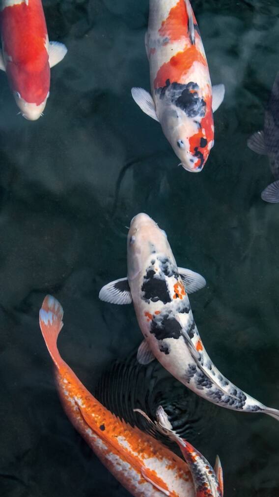 இந்த மீன் வகைகள் எப்படி சுவாக்கிறது தெரியுமா?