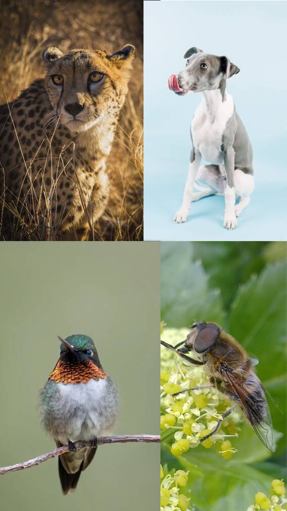உலகின் வேகமான டாப் 10 உயிரினங்கள்