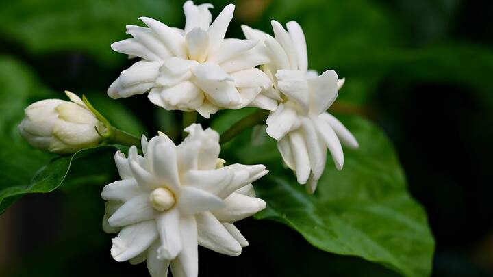 Jasmim: As flores perfumadas incluem o jasmim, que cheira tão bem por si só. Alivia o estresse e também a ansiedade, ao mesmo tempo que aumenta o bem-estar. (Fonte da imagem: Canva)