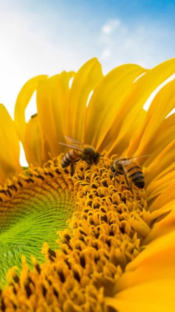 ஒலி எழுப்பி உரையாடும் விலங்குகள்!