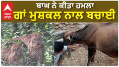 Bagh Attack| ਬਾਘ ਨੇ ਕੀਤਾ ਹਮਲਾ, ਗਾਂ ਮੁਸ਼ਕਲ ਨਾਲ ਬਚਾਈ