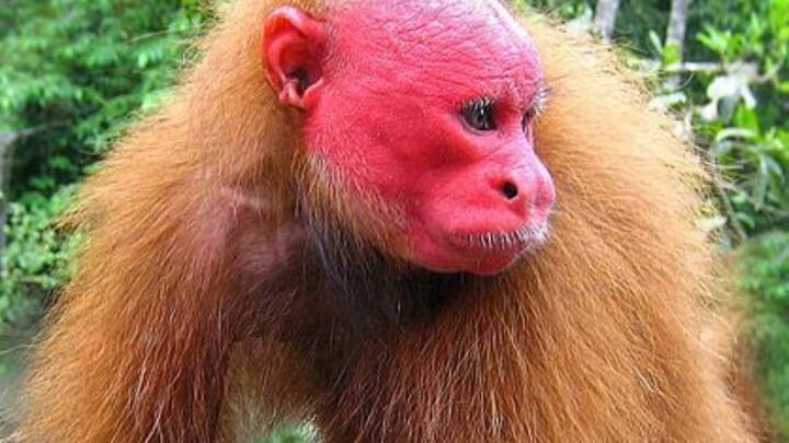 जानकारी के मुताबिक गंजे उकारी का चेहरा बहुत भावपूर्ण होता है. उनके चेहरे से कम से कम अलग-अलग तरह के भाव देखे जाते हैं. इसमें गुस्सा और खुशी दोनों शामिल हैं. एक्सपर्ट के मुताबिक गुस्से में उनके चेहरे का रंग बदलता दिखाई देता है. उनके जबड़े और दांत बहुत मजबूत होते हैं. इसका इस्तेमाल वो कई जगहों पर करते हैं.