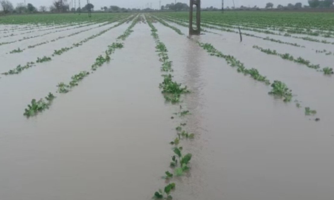 Jamnagar Rain: કાલાવડ શહેર તથા ગ્રામ્ય વિસ્તારોમાં ભારે પવન સાથે ધોધમાર વરસાદ