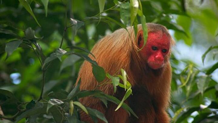 एक्सपर्ट के मुताबिक गंजे उकारी के पार्टनर के चुनाव के लिए उनके चेहरे के लाल रंग की बड़ी भूमिका है. नर उकारी में टेस्टो रोन और मादा उकारी में एस्ट्रोजन हारमोन का लाल रंग से संबंध होता है. आसान भाषा में कहे तो रंग का प्रजनन के लिए साथी के चयन में योगदान होता है.