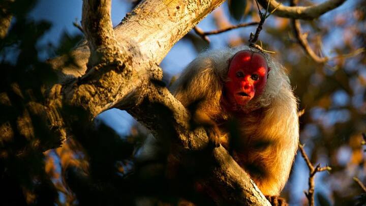 इसके अलावा इन बंदरों की खास बात उनकी लंबी पूंछ होती है. लेकिन गंजे उकारी की पूछ छोटी होती है जो करीब 15 सेमी के आसपास होती है. ये बंदर अपनी पूंछ का इस्तेमाल नहीं करते हैं. पूंछ की जगह वे अपनी मजबूत, लंबी भुजाओं और पैरों पर भरोसा करते हैं.